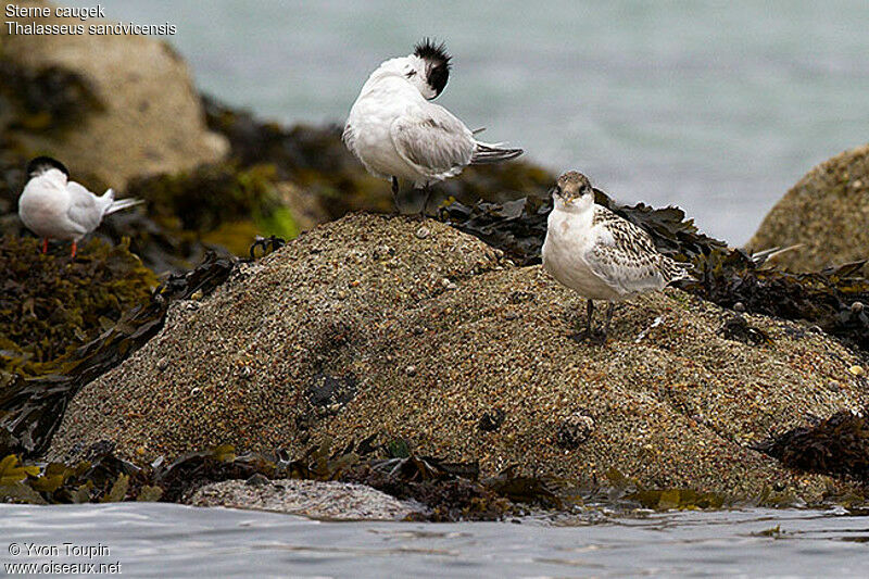 Sandwich Ternjuvenile, identification