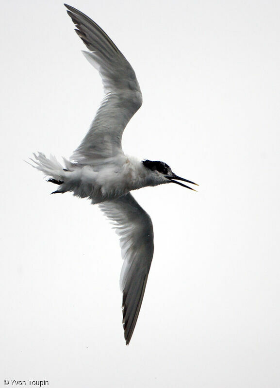 Sandwich Tern, Flight