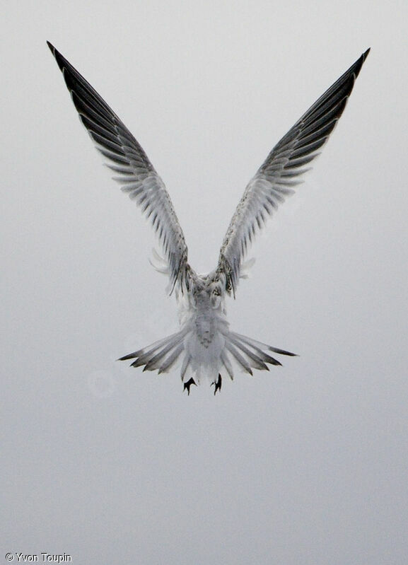 Sandwich Tern, Flight