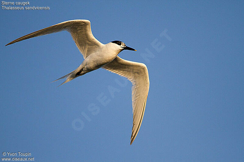 Sandwich Tern, Flight