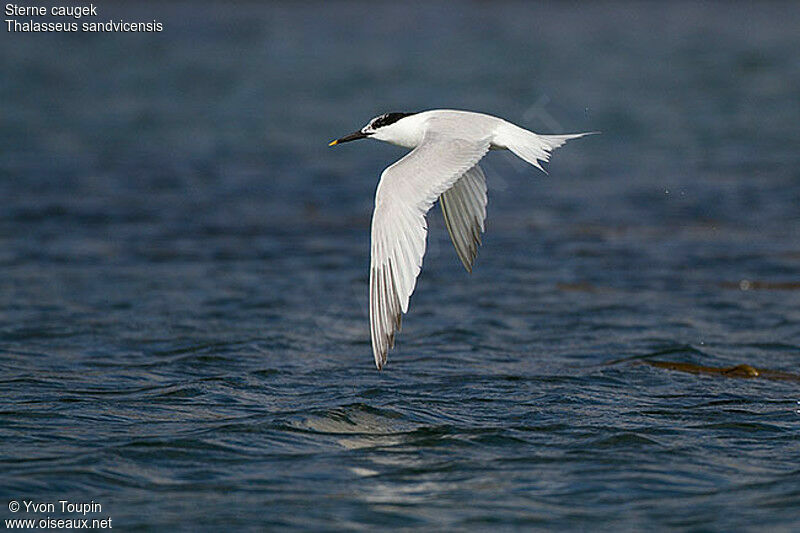 Sandwich Tern, Flight