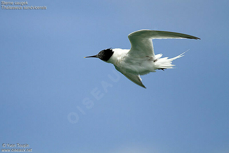 Sandwich Tern, identification, Flight, Behaviour