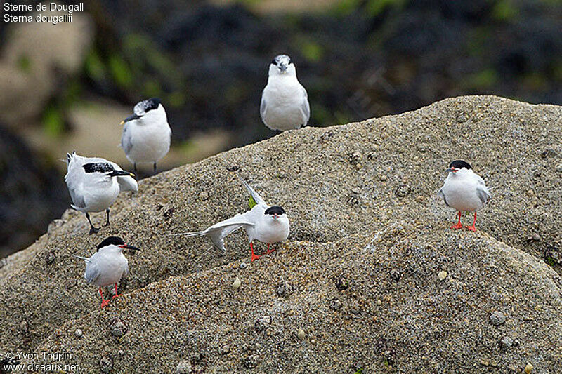 Roseate Tern, identification