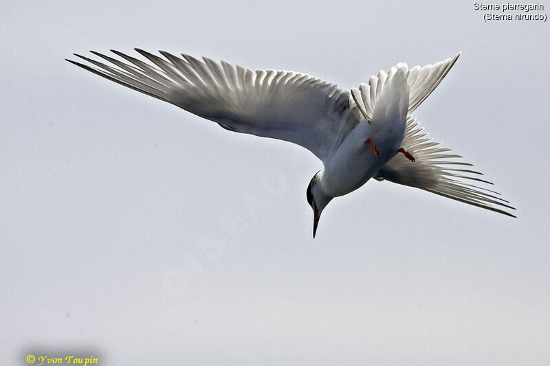 Common Tern, Flight