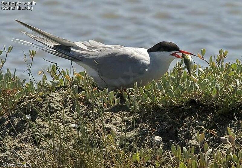 Common Tern, identification, feeding habits