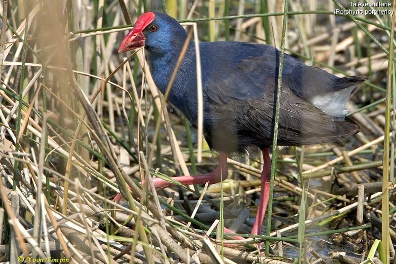 Western Swamphen, identification