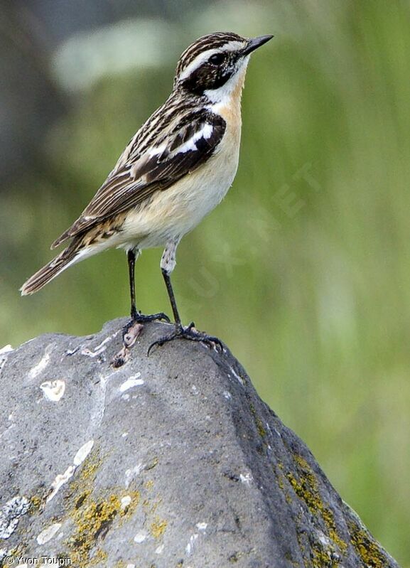 Whinchat, identification