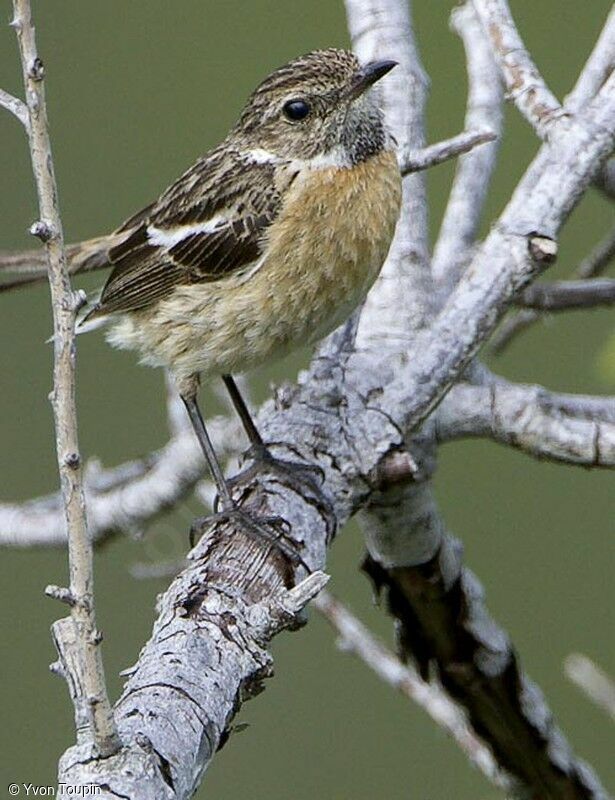 European Stonechatjuvenile