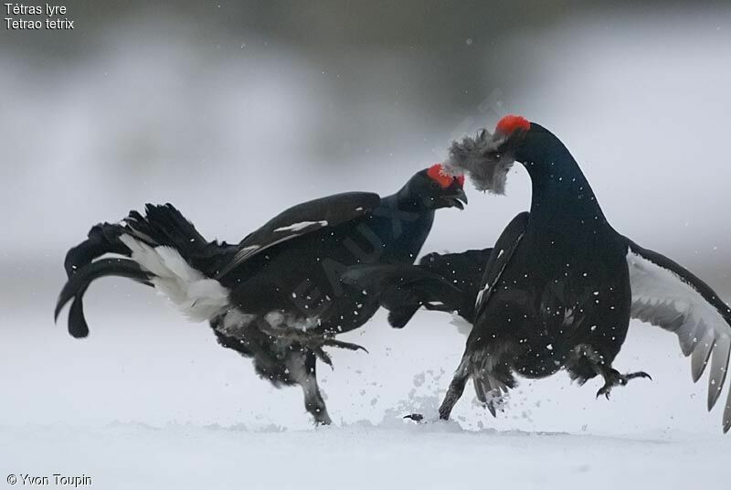 Black Grouse male, Behaviour