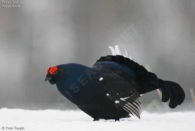 Black Grouse male, identification