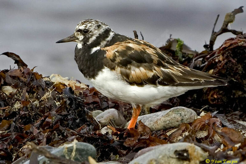 Ruddy Turnstone, identification