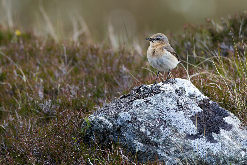 Northern Wheatear female, identification