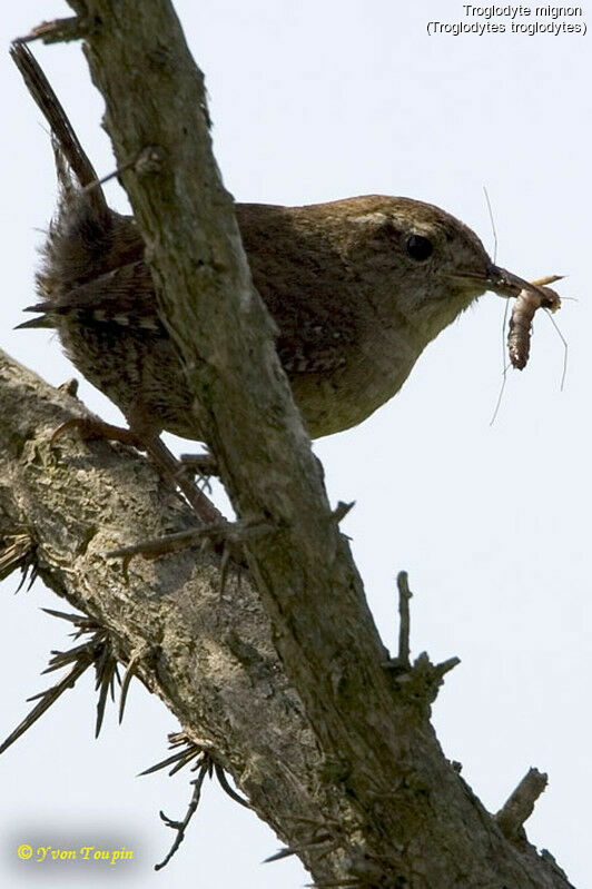 Eurasian Wren, feeding habits