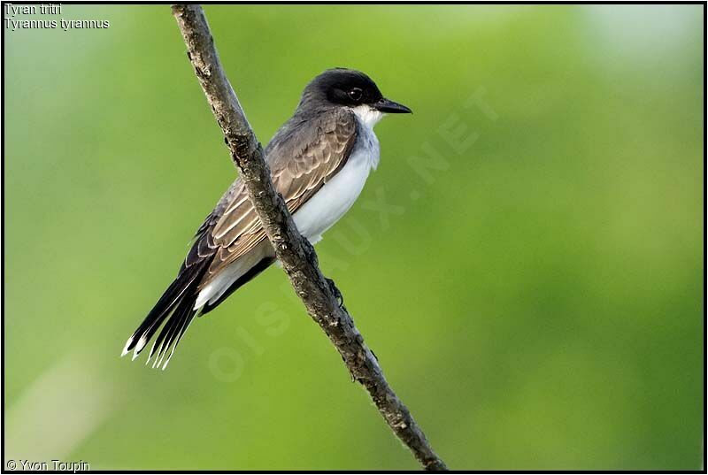 Eastern Kingbird, identification