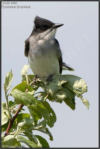 Eastern Kingbird, identification