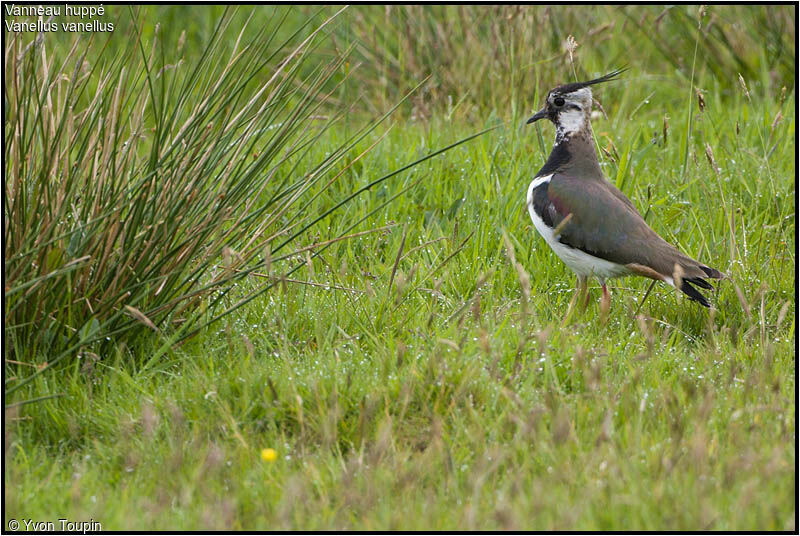 Northern Lapwingadult breeding, identification