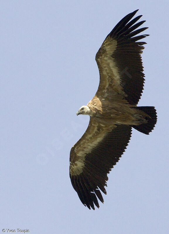 Griffon Vulture, Flight