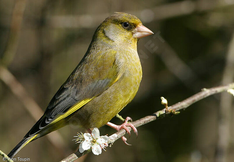 European Greenfinch, identification