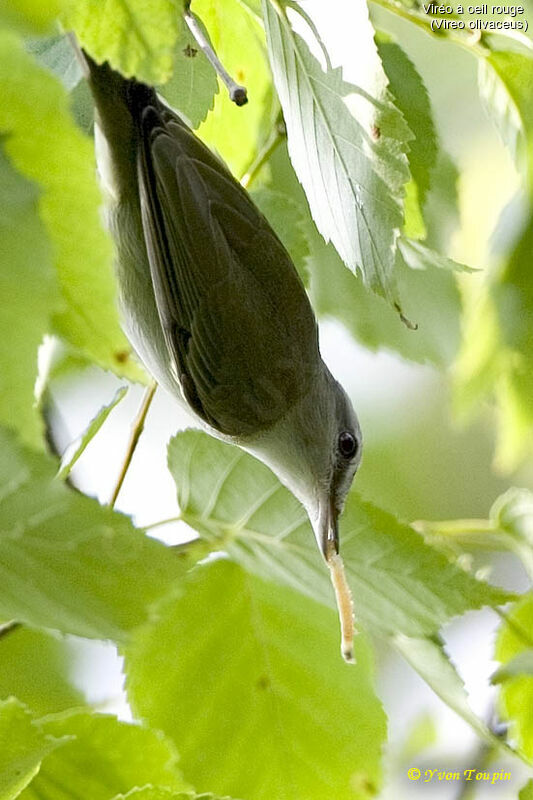 Red-eyed Vireo, feeding habits