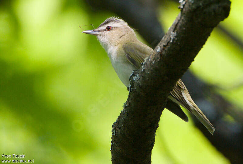 Red-eyed Vireoadult, identification, pigmentation