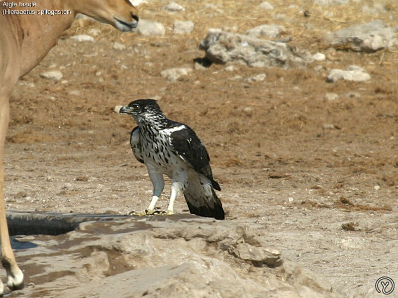 Aigle fascié, identification