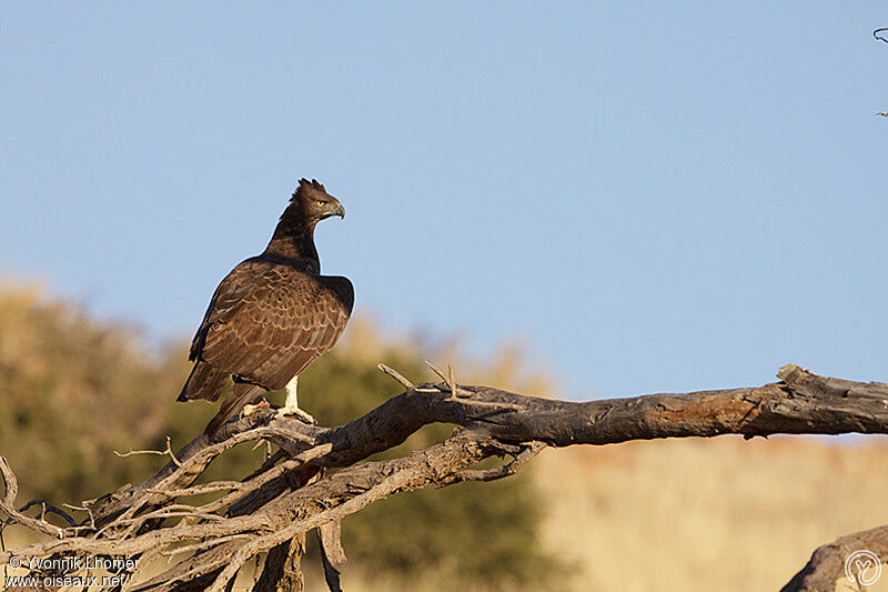 Aigle martialadulte, identification