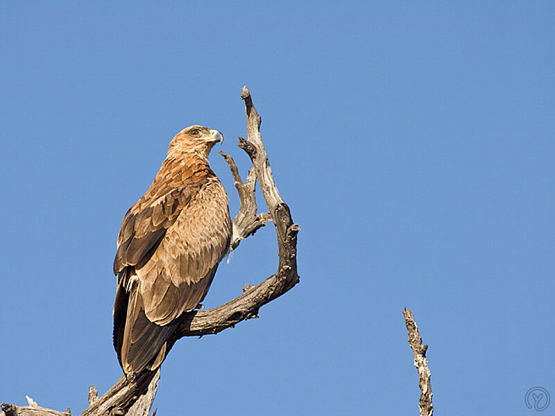 Aigle ravisseur