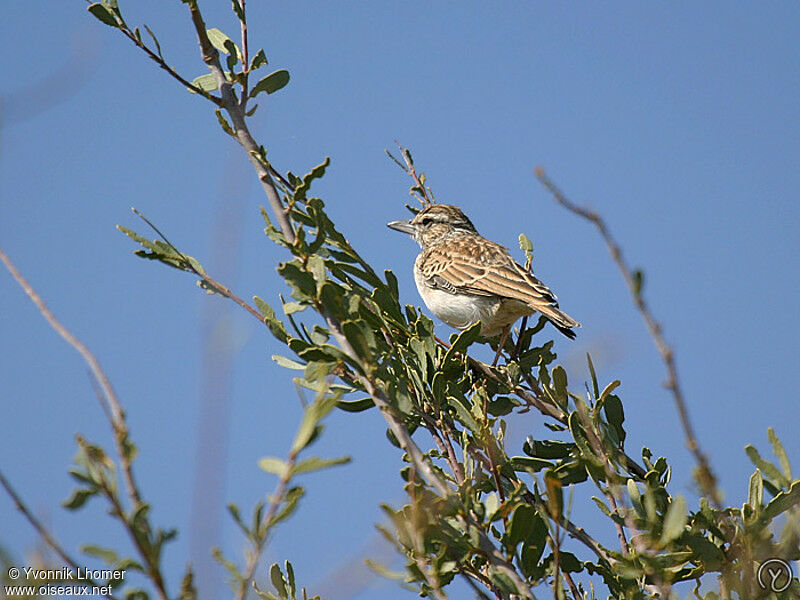 Sabota Larkadult, identification