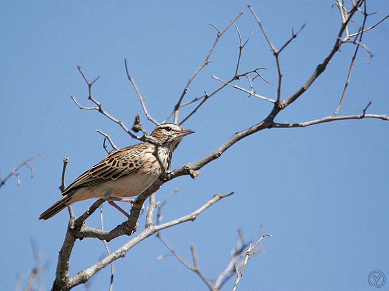 Sabota Lark, identification