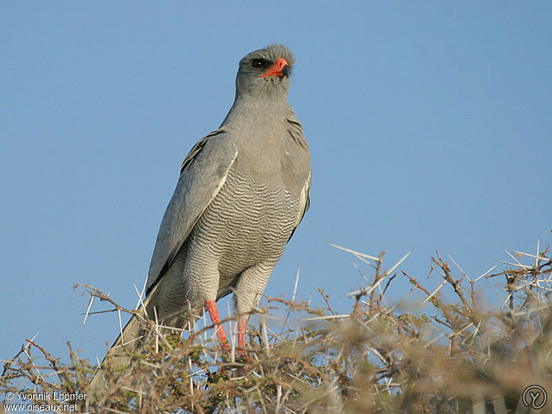 Pale Chanting Goshawkadult, identification