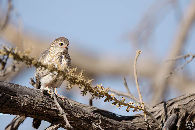 Gabar Goshawk male juvenile, identification