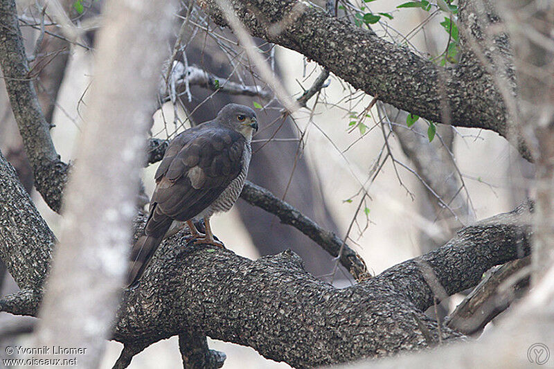 African Goshawk female adult, identification