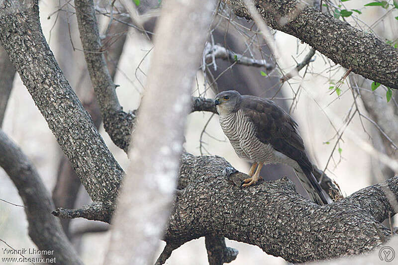 African Goshawk female adult, identification