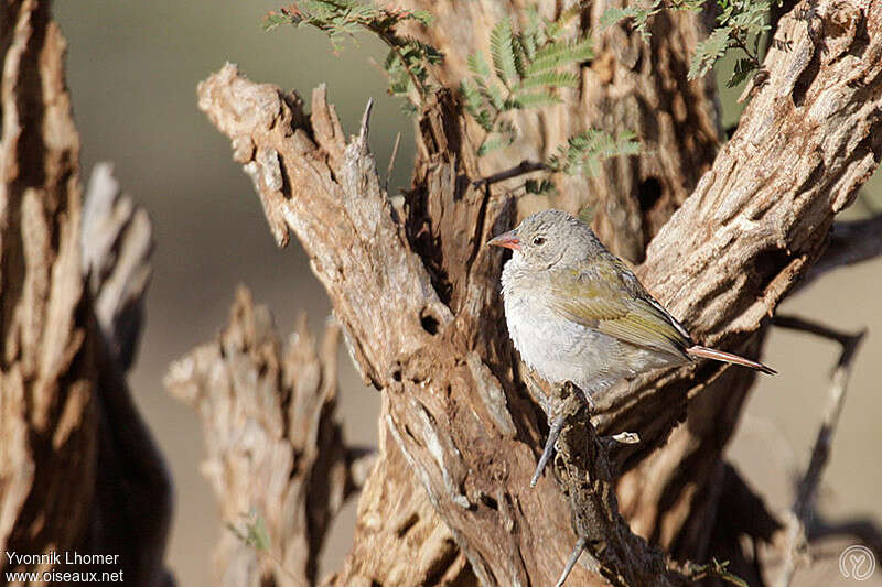 Green-winged Pytiliajuvenile, identification