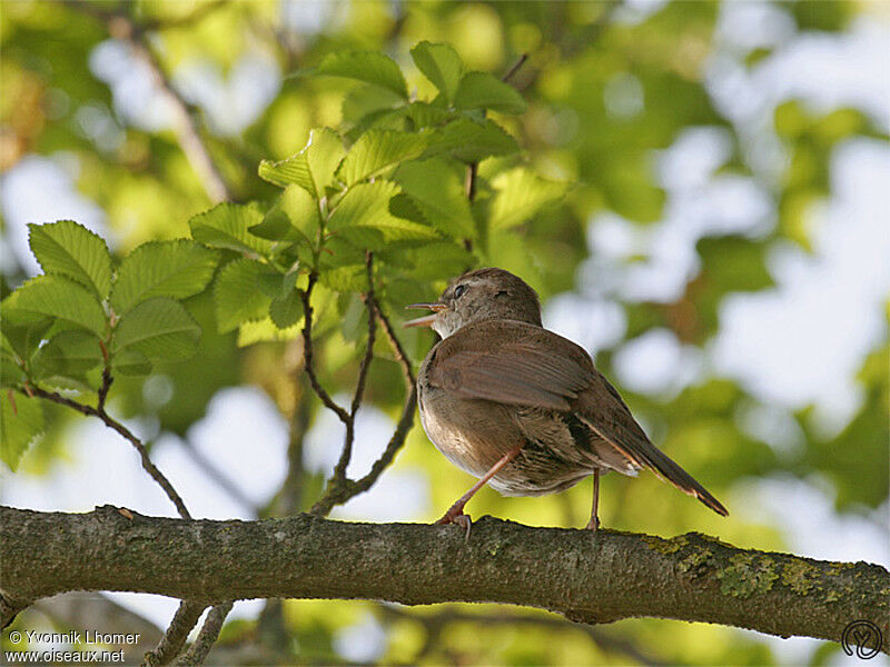 Cetti's Warbleradult, identification, song