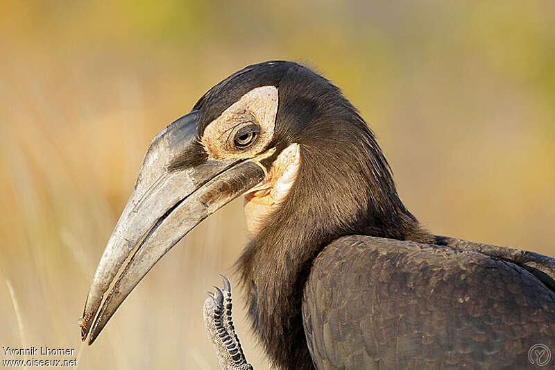 Southern Ground Hornbillimmature, close-up portrait, Behaviour