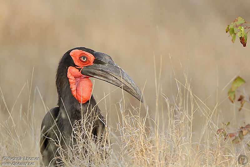 Southern Ground Hornbill male, identification