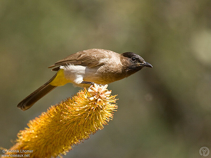 Bulbul tricoloreadulte, identification