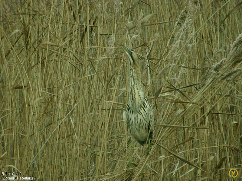 Eurasian Bittern