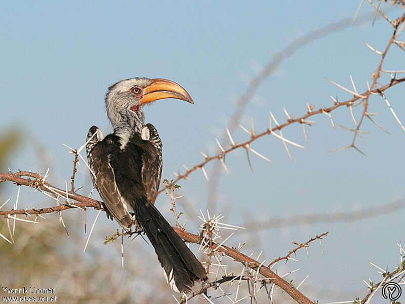 Calao leucomèle femelle adulte, identification