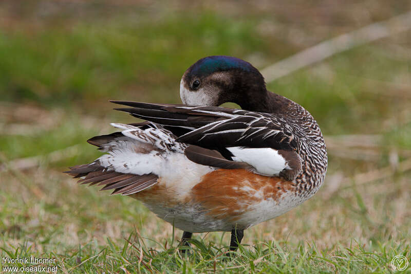 Canard de Chiloé mâle adulte, soins, pigmentation