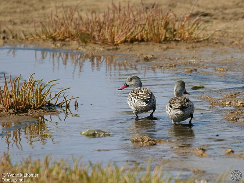 Canard du Capadulte, identification