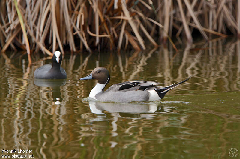 Northern Pintail male adult breeding, identification