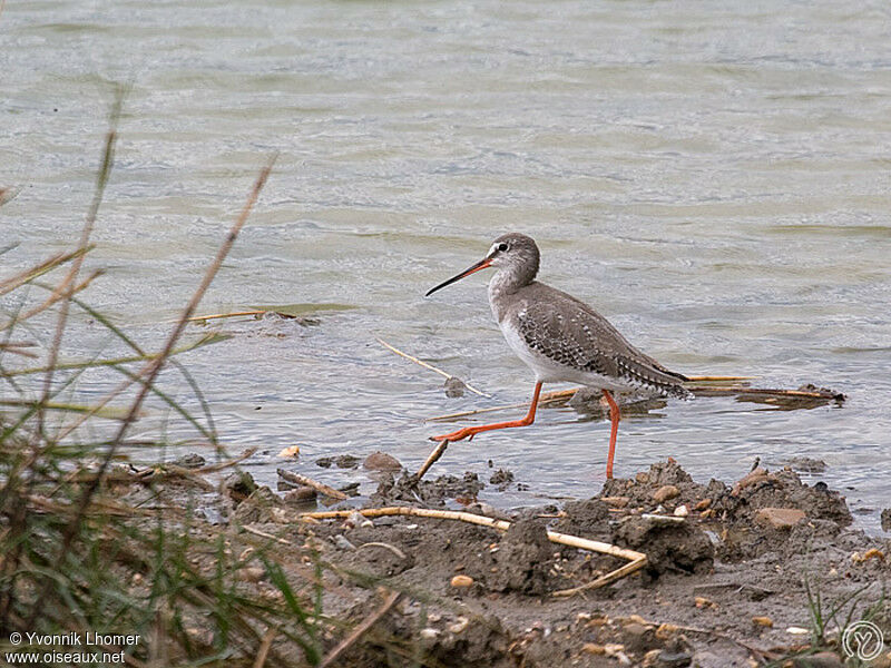 Chevalier arlequin, identification