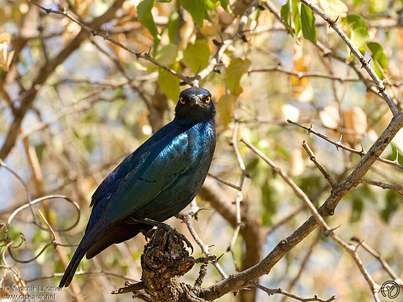 Cape Starling