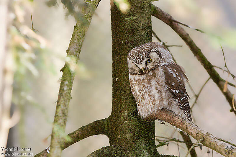 Boreal Owladult, identification