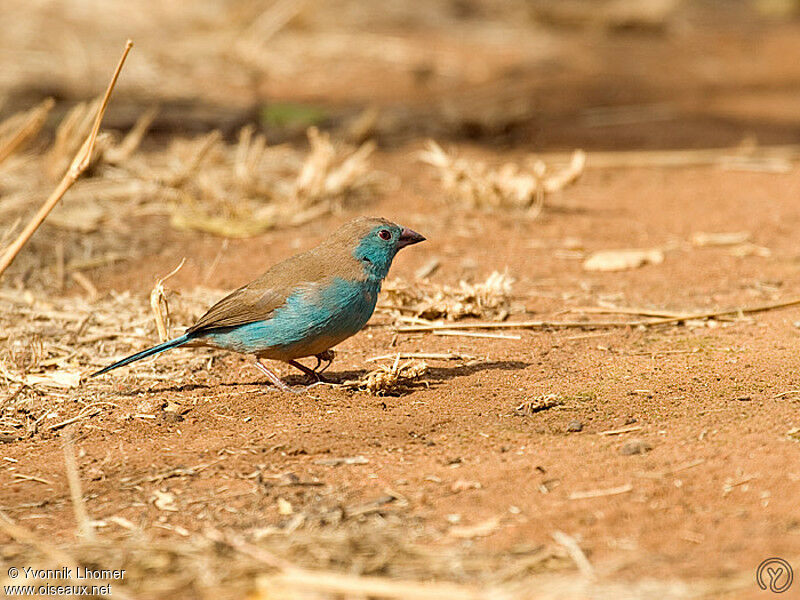 Cordonbleu de l'Angola mâle adulte, identification