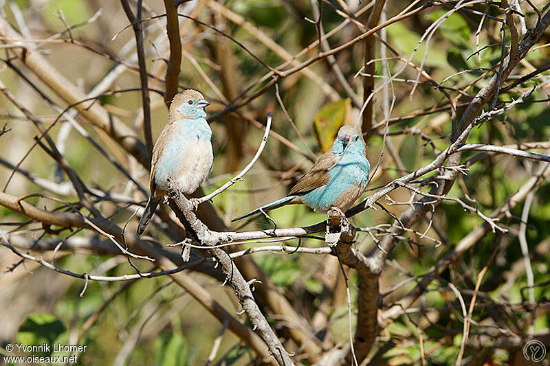 Blue Waxbill adult, identification