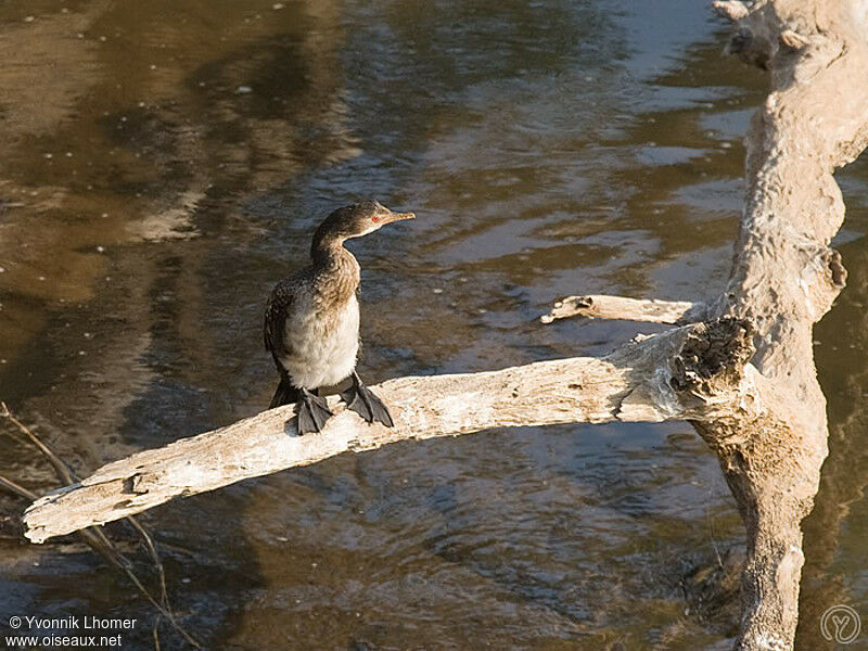 Cormoran africain, identification