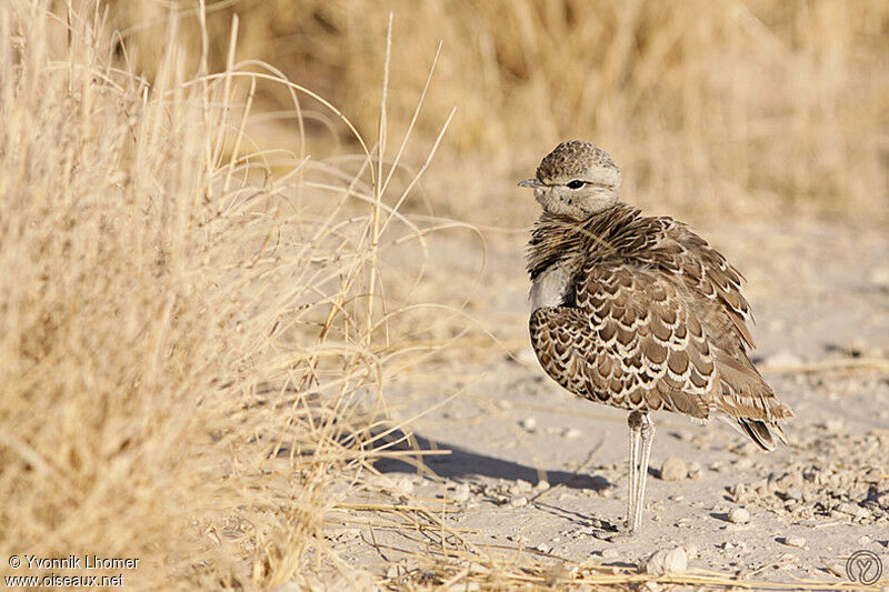 Double-banded Courseradult, identification